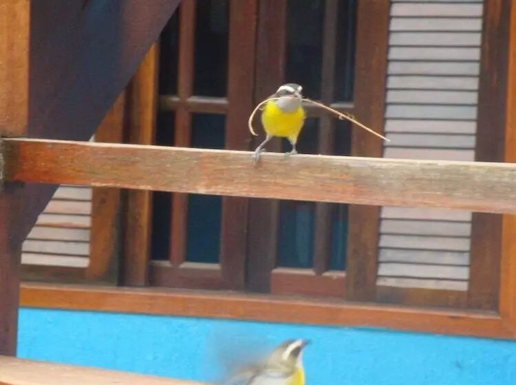 ペンション Pousada Bugio
