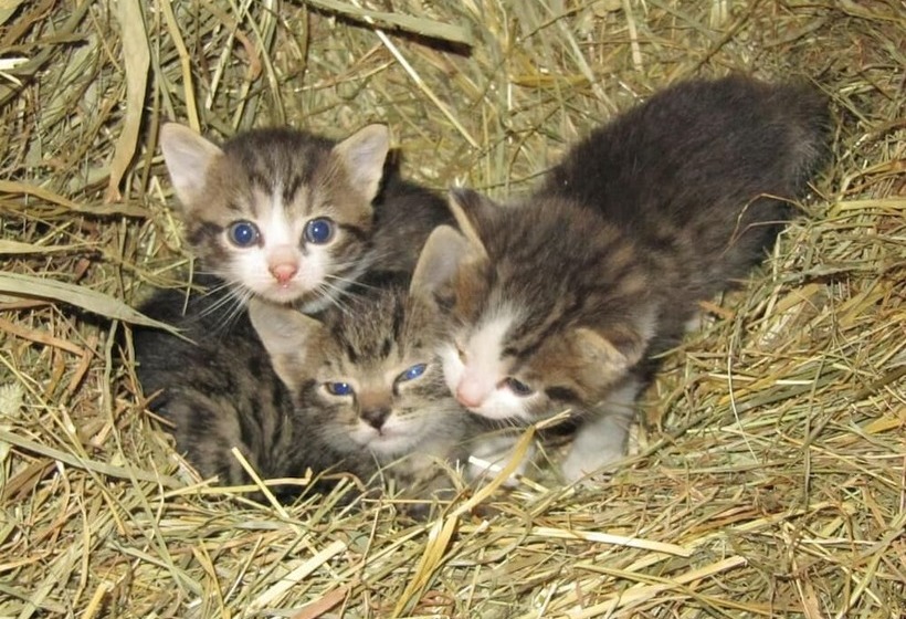 بنسيون Turnerhof