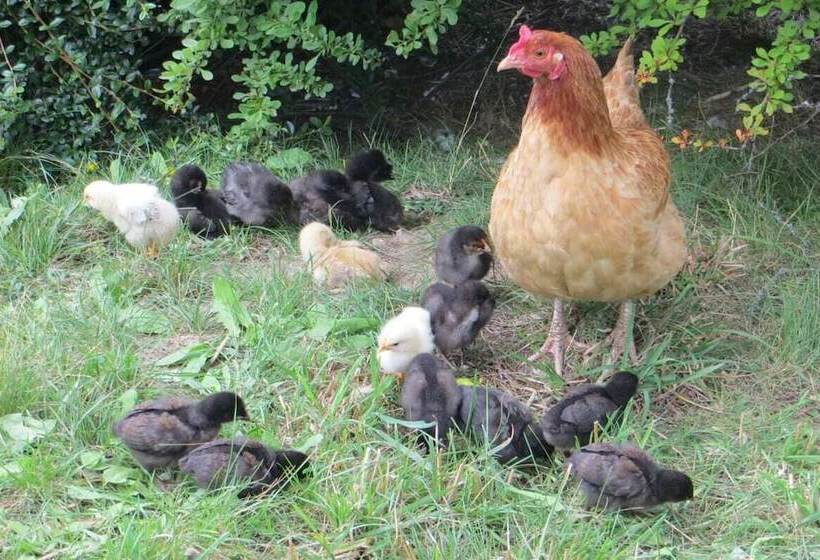 بنسيون Turnerhof