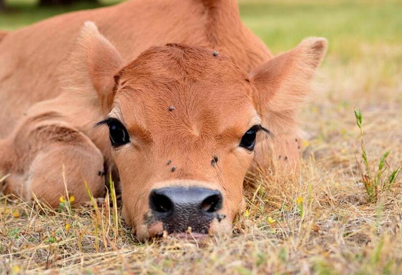 ホテル Diamond Forest Farm Stay