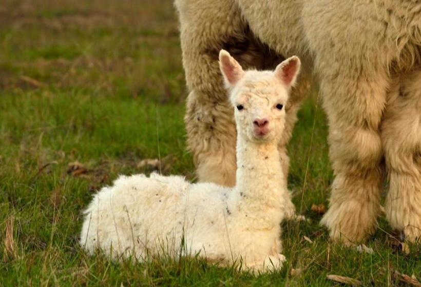 ホテル Diamond Forest Farm Stay