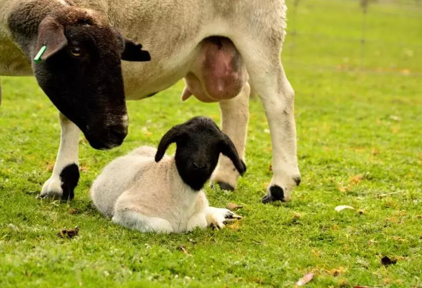 ホテル Diamond Forest Farm Stay