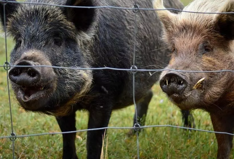 ホテル Diamond Forest Farm Stay