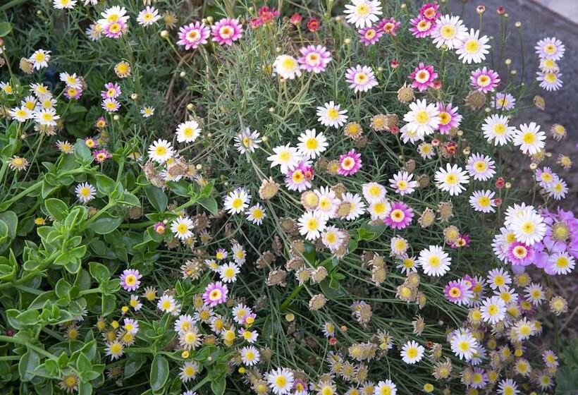 بنسيون Casa Lickana B&b