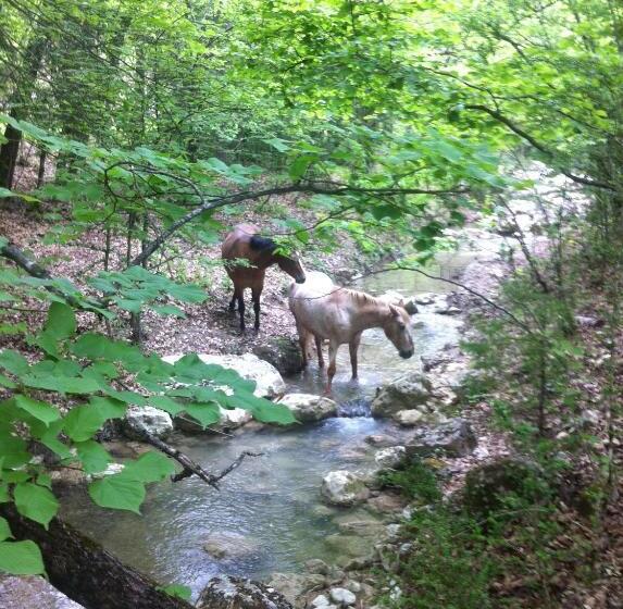 پانسیون Domaine D Angouire