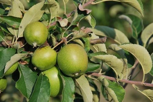 酒店 Agriturismo Corte Morandini