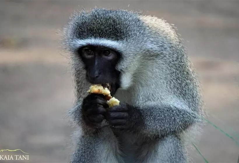 ペンション Kaia Tani Exclusive Guesthouse