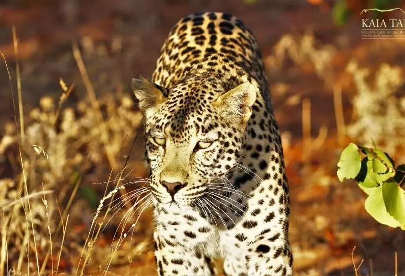 ペンション Kaia Tani Exclusive Guesthouse