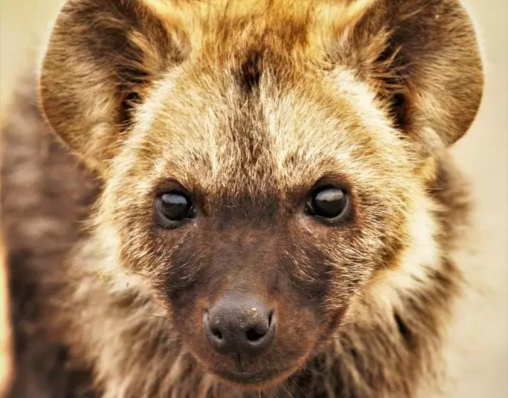 ペンション Kaia Tani Exclusive Guesthouse