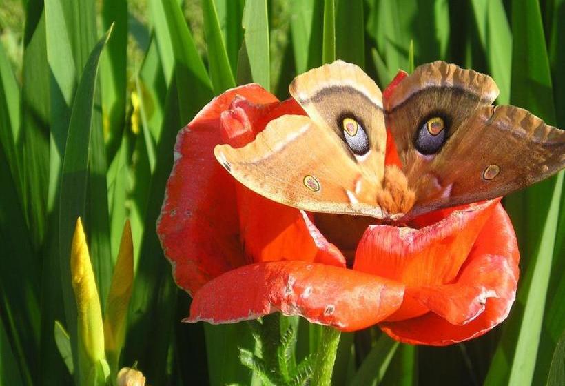 فندق صغير Cooper Hill Inn