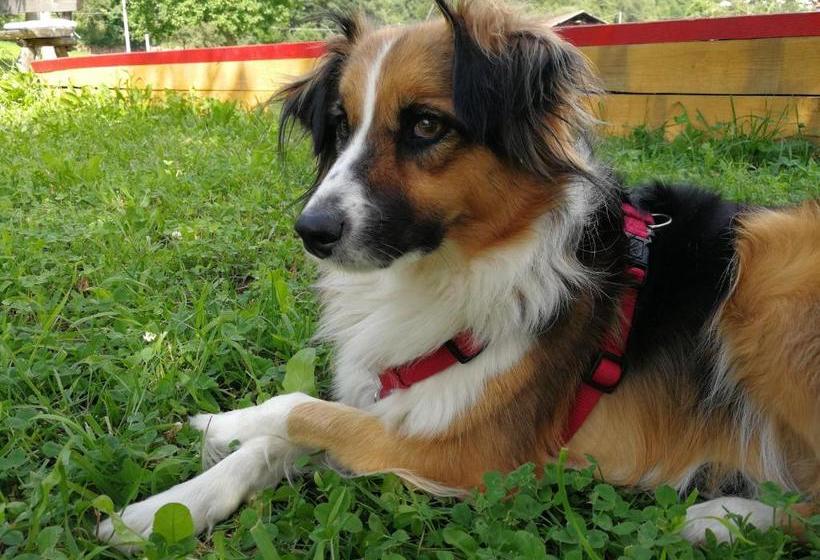 ホテル Feldererhof