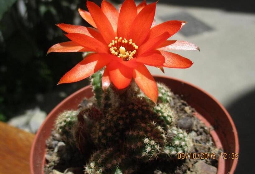 فندق صغير Posada Junco Y Capuli