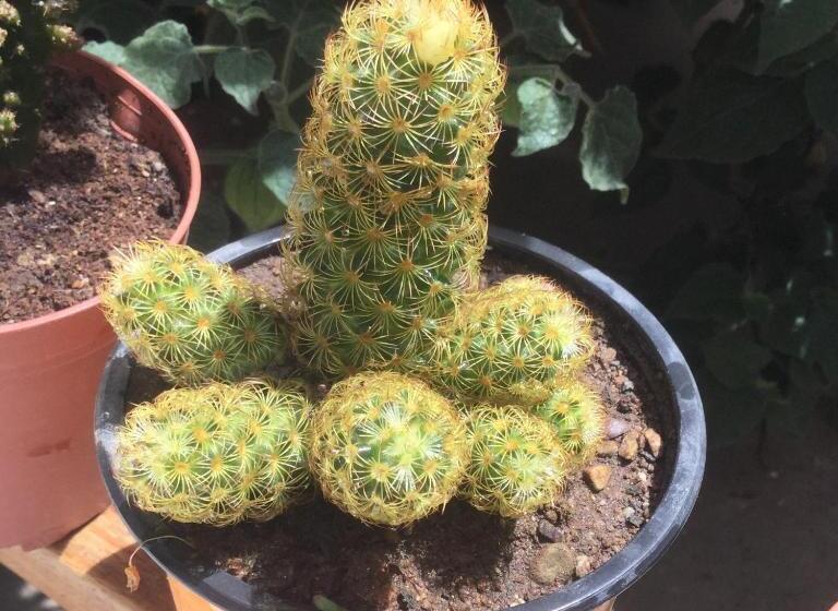 فندق صغير Posada Junco Y Capuli