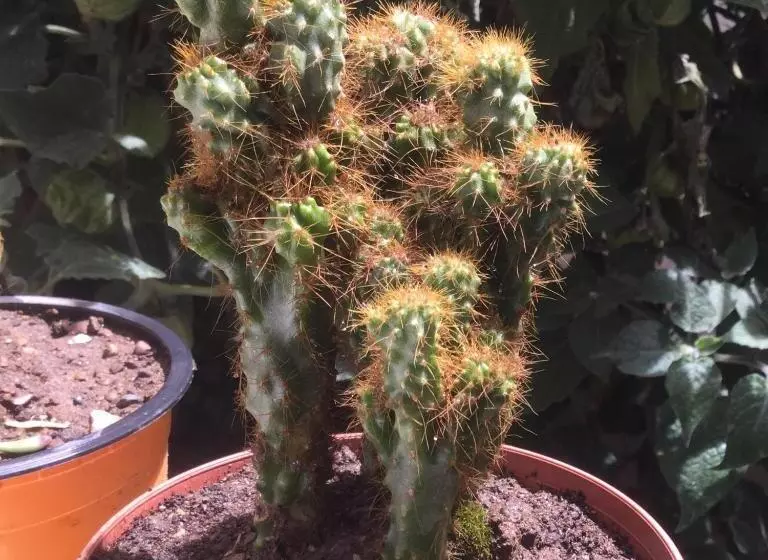 هاستل Posada Junco Y Capuli