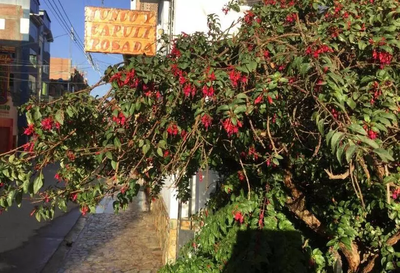 هاستل Posada Junco Y Capuli