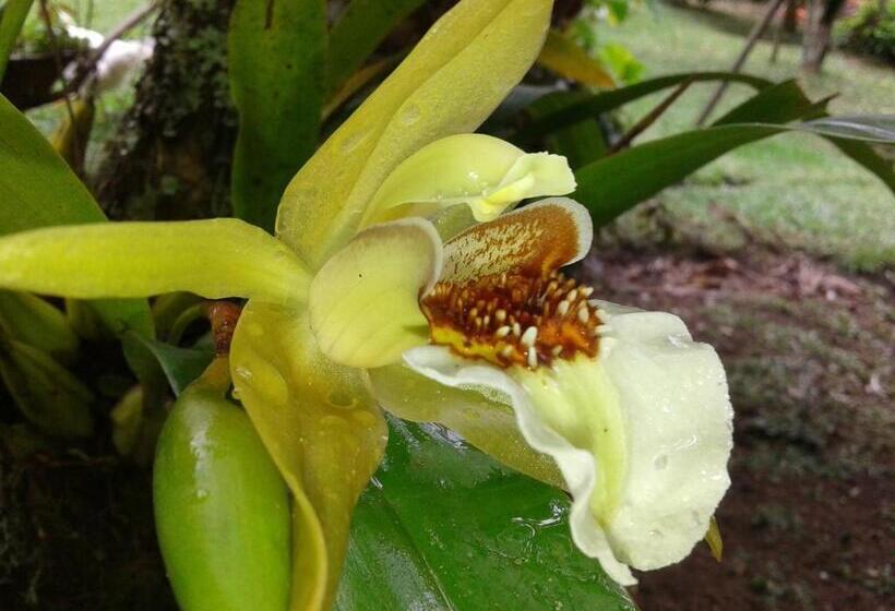 פנסיון Pousada Chácara Pacheco