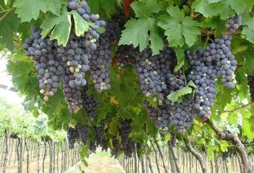 ホテル Azienda Agrituristica Corteforte
