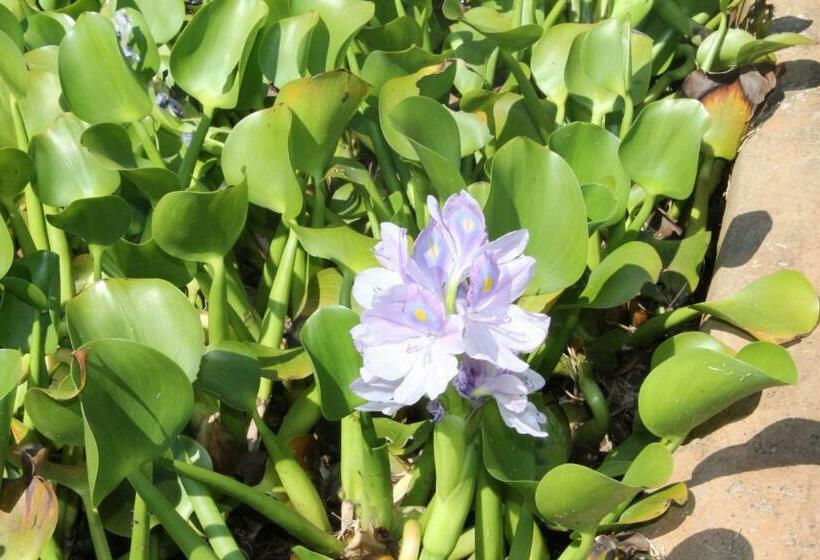 הוסטל Las Azaleas