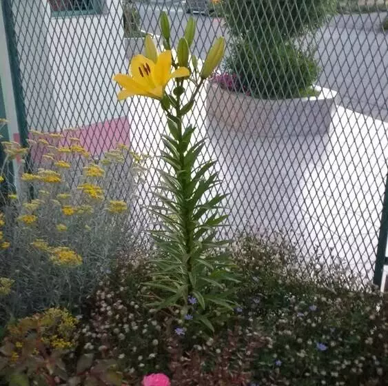 Complejo Solar Apart