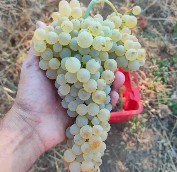 Hotelli Agriturismo Colle Vento