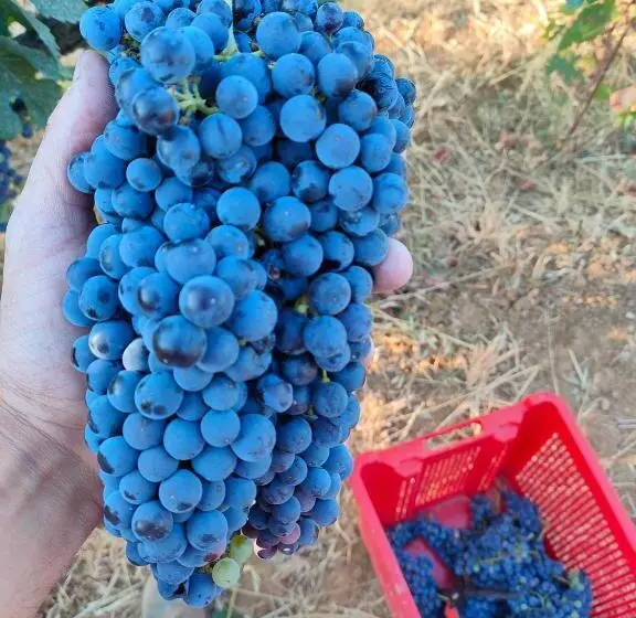 Hotelli Agriturismo Colle Vento