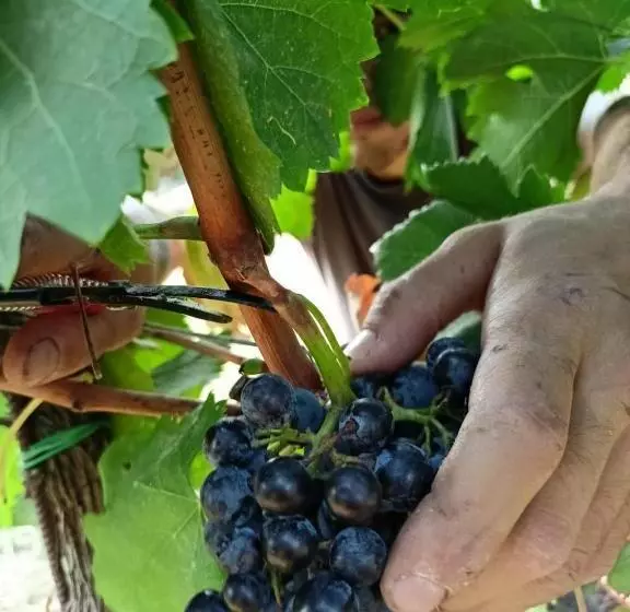 Hotelli Agriturismo Colle Vento