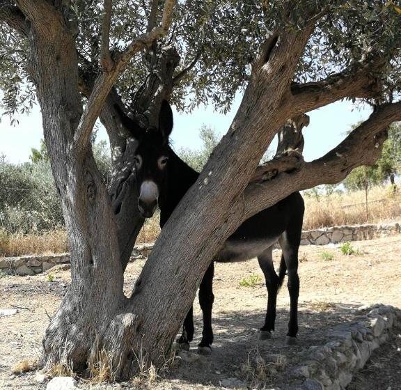 فندق صغير Roba Albanisi