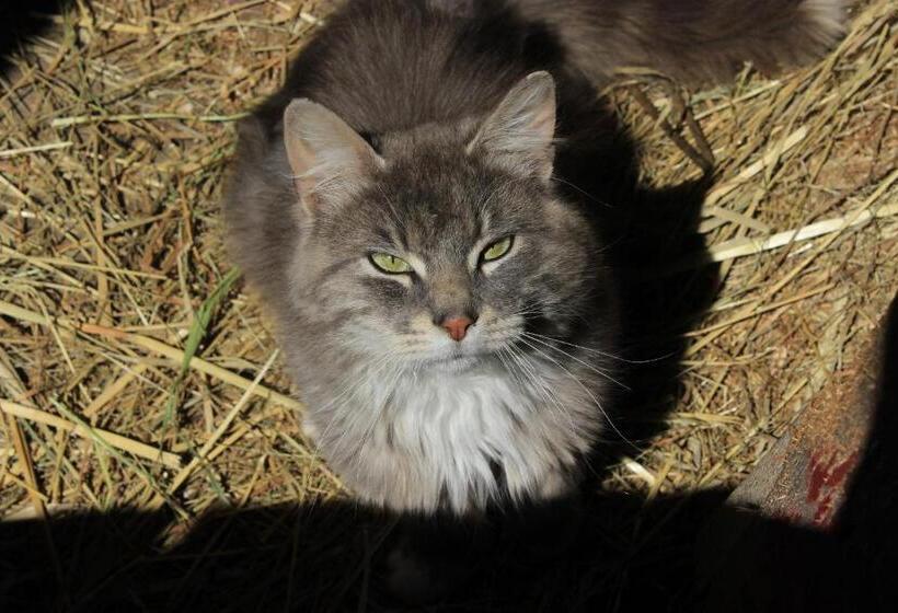 בית מלון כפרי Maison Du Vieux Chemin