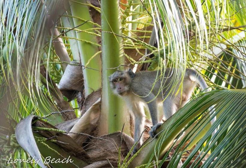 膳宿费 Lonely Beach