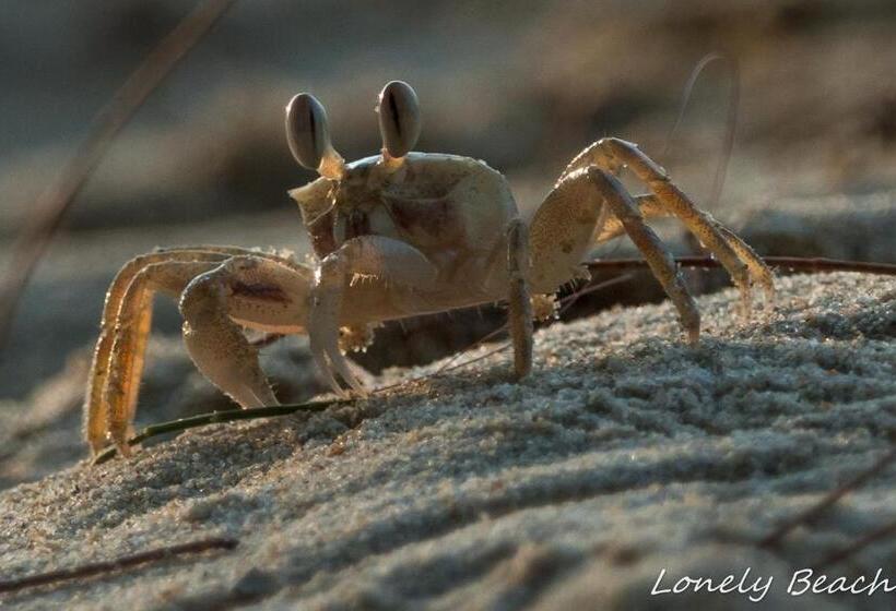 膳宿费 Lonely Beach