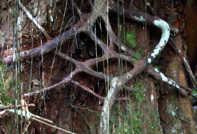 ペンション Eco Hotel El Columpio