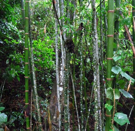 ペンション Eco Hotel El Columpio