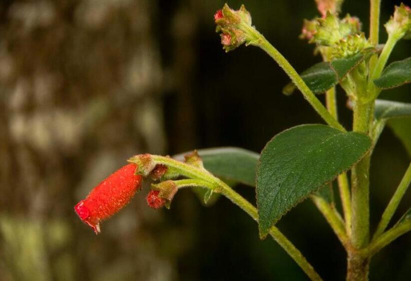 ペンション Eco Hotel El Columpio