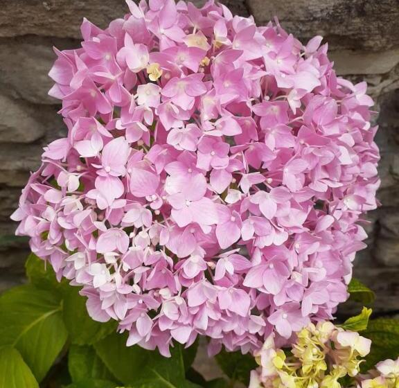 펜션 Joan Guesthouse