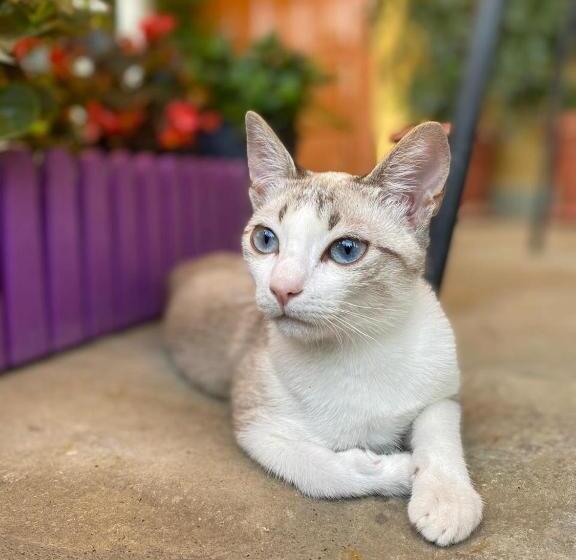 펜션 Joan Guesthouse