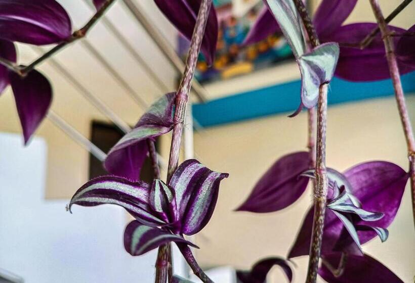 민박 Real Amazónico