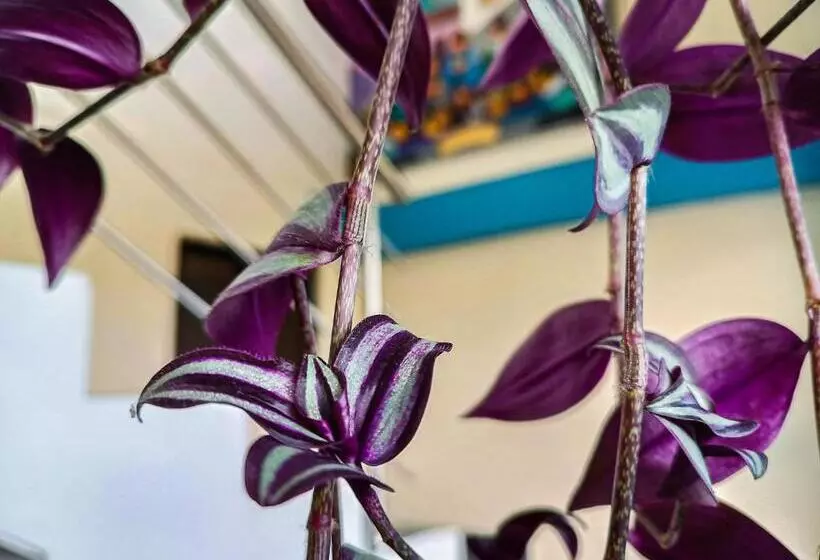 ベッドアンドブレックファースト Real Amazónico