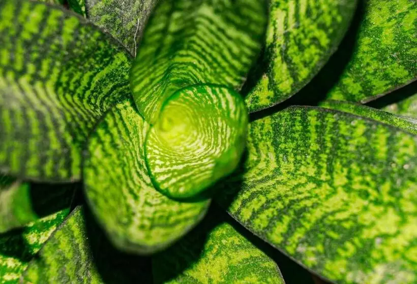 ベッドアンドブレックファースト Real Amazónico