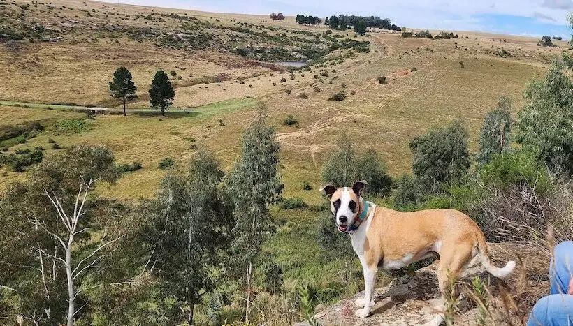 ホテル Oban Farm Stay Van Reenen