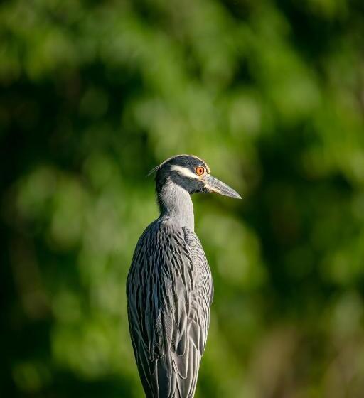 فندق صغير Casa Ital Tico, Playa Negra