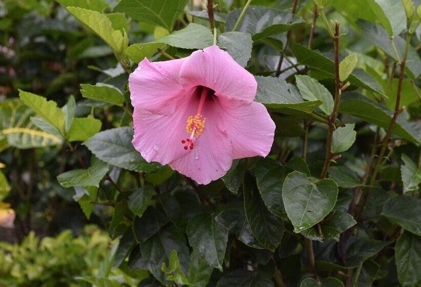 ユースホステル Hostal Lopez El Valle Cabañas