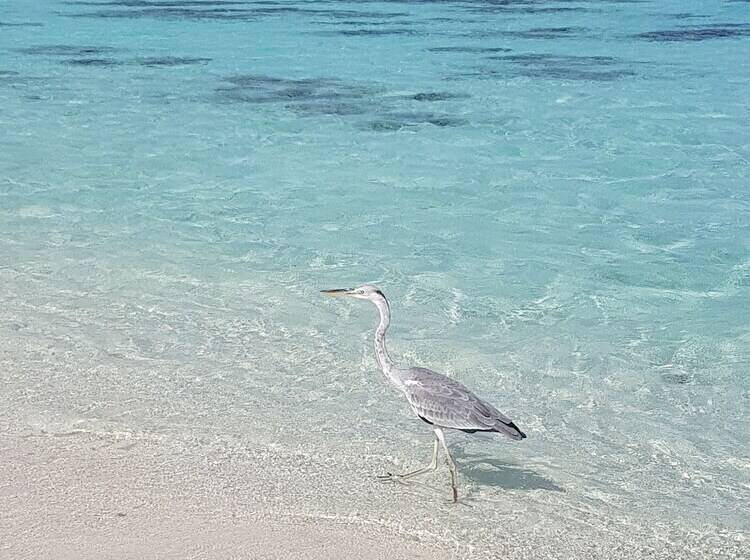 پانسیون Ocean Beach Inn   Maldives