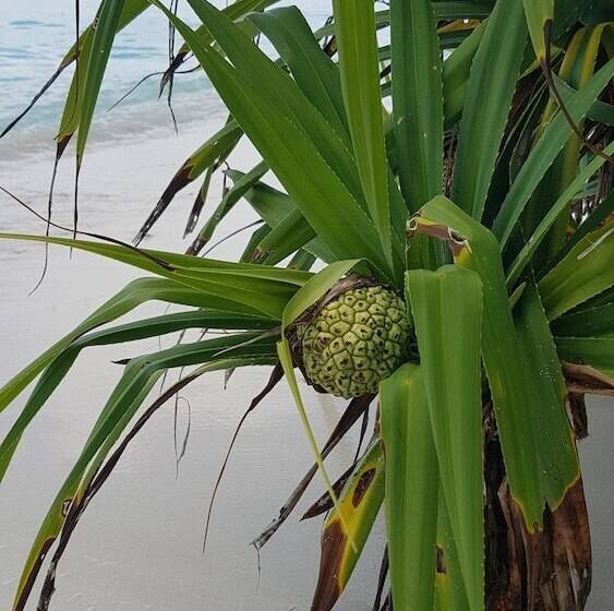 پانسیون Ocean Beach Inn   Maldives