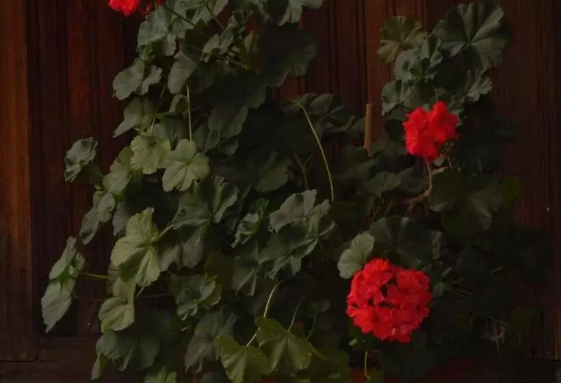 پانسیون Savanna House Jvari