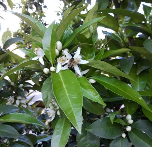 ベッドアンドブレックファースト Alchimista Bb Borgo Marciano