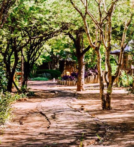 פנסיון African Aces