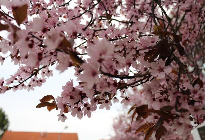 膳宿费 Gästehaus Kirschgarten