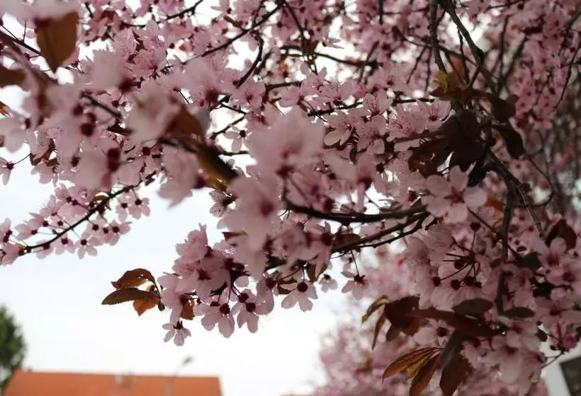 Majatalo Gästehaus Kirschgarten