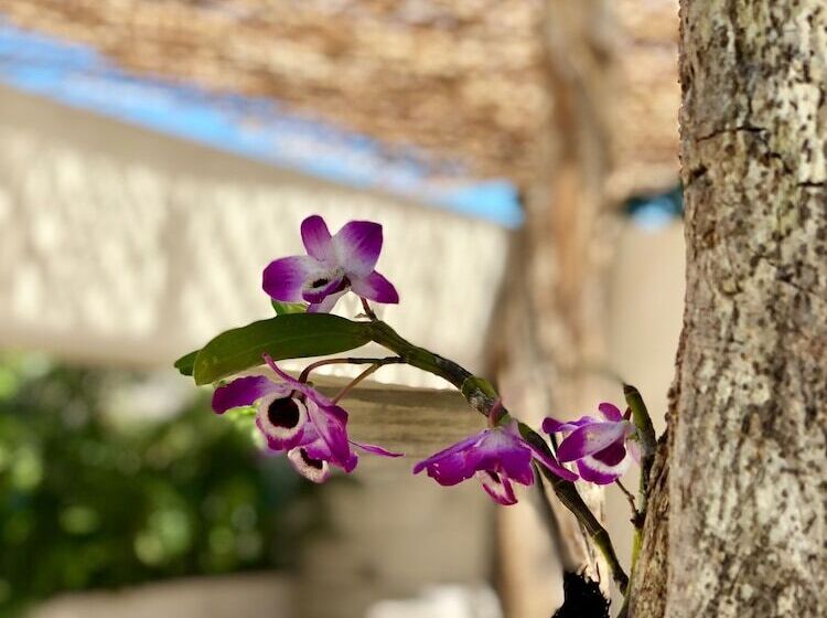 Szálloda Orchid House Tulum Jungle