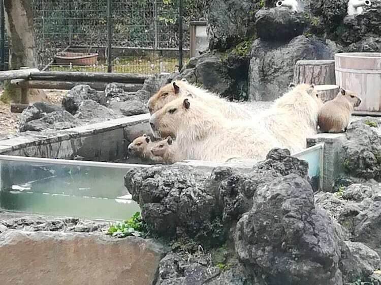 פנסיון Nebula K